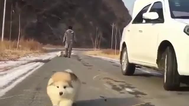 Little fat dog is walking happily