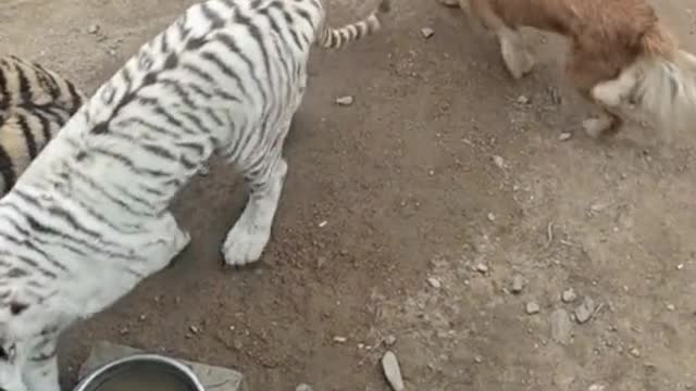 Dog makes a mistake and a tiger's cage