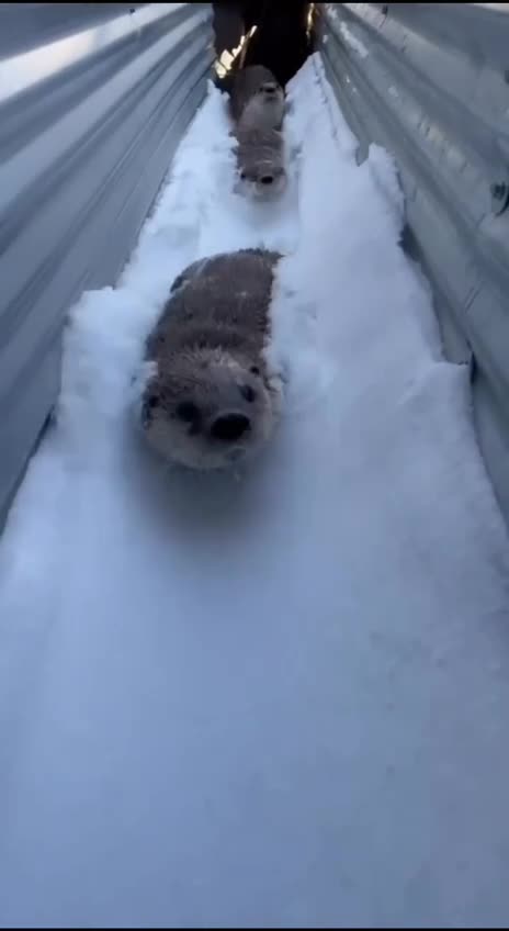 Otters in the snow 😊
