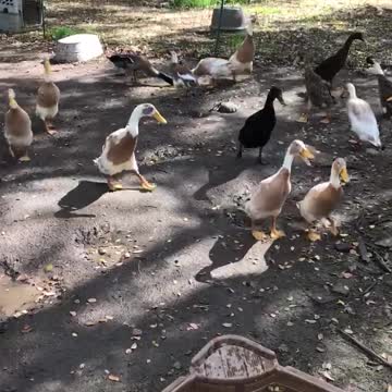 Quacking Around