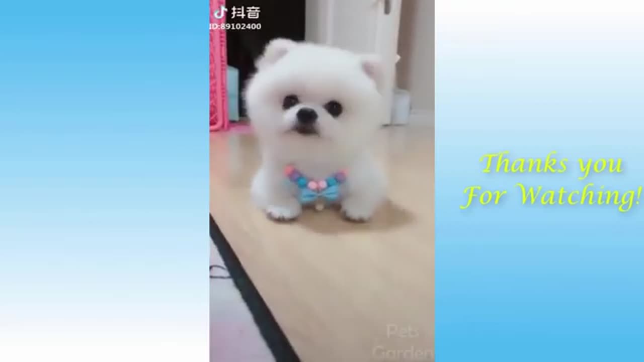 Funniest Animals 2023 😂 New Funny Cats and Dogs Videos 😻🐶 Part 1