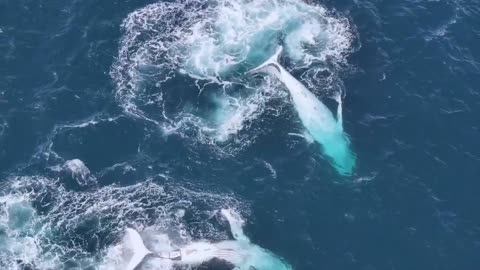 Whales: gentle giant of the sea