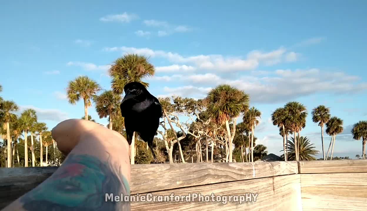 Hand Feeding Wild Birds