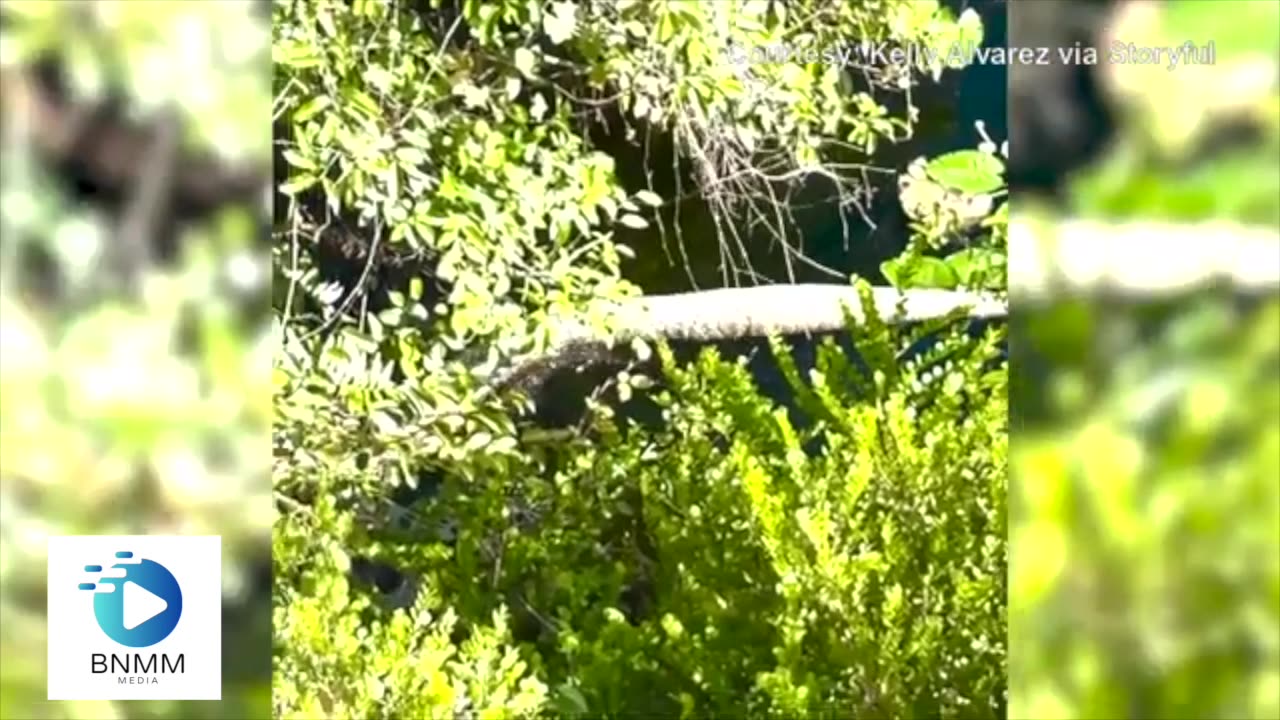 Watch: Alligator Seen Dragging Enormous Python In Florida