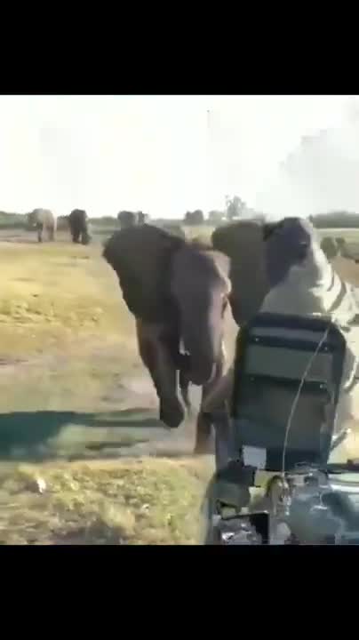 Angry Elephant vs Man Short Video