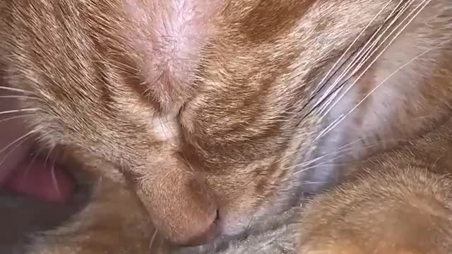 CUTE KITTEN SLEEPING VERY