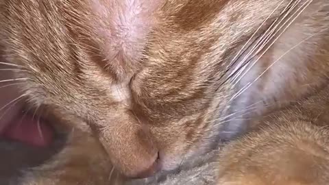 CUTE KITTEN SLEEPING VERY