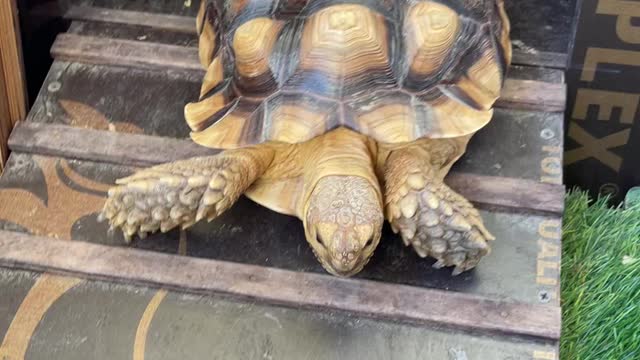 Desert tortoise lovers