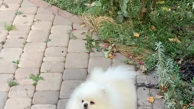 Adorable White Dog Barking