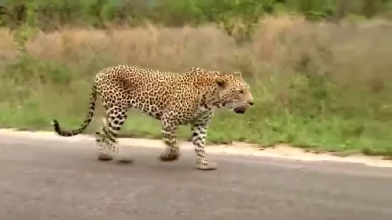 Leopard and Big lizard fight