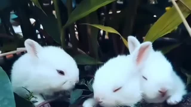 Funny and Cute Bunny Rabbit | Baby Animal Videos