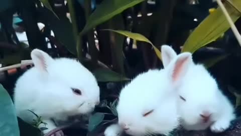 Funny and Cute Bunny Rabbit | Baby Animal Videos