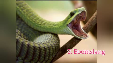 World Most Dengerous Snakes