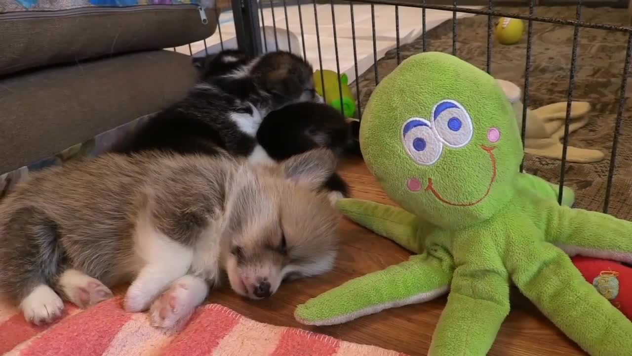 Cutest Puppies Sleeping Videos Compilation