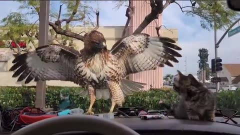 Kitten is almost eaten by hawk