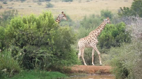 Giraffes looking for food in the savanna