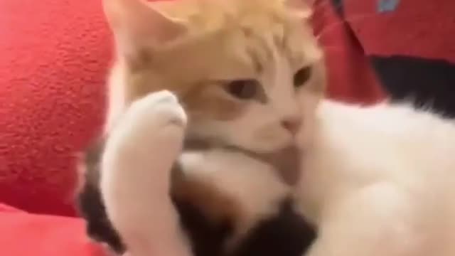 Meet this cute kitten 😺