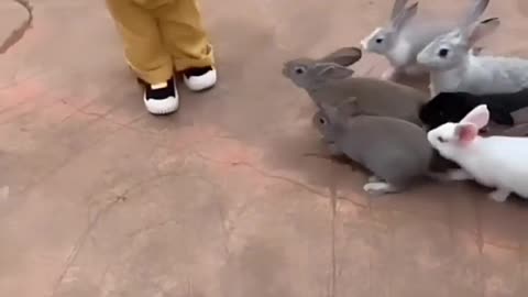 A child and Rabits 😘😘😍😍