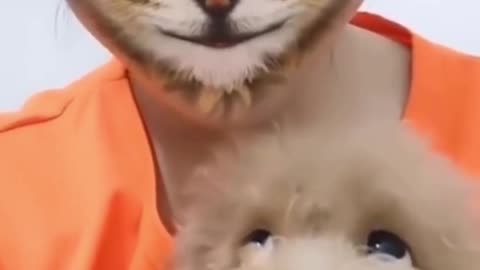 OMG So Cute Cats – Best Funny Cat Videos 2021 #shorts