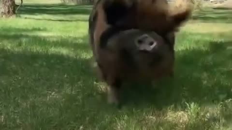 No cap.-#pigvideos #pigsofinsta #pigsaspets