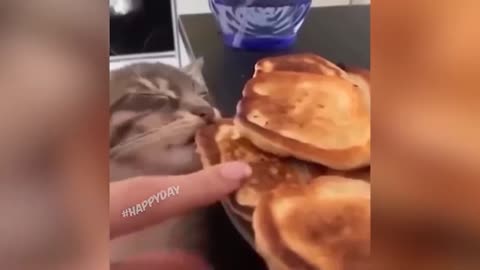 Прыколы про животных