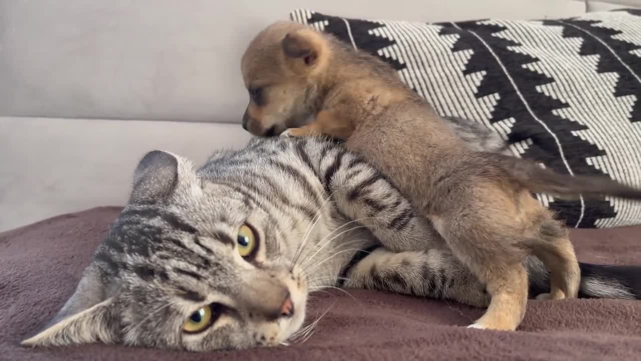 Funny Cat Reaction to Puppies [Kitty sees them for the First Time]