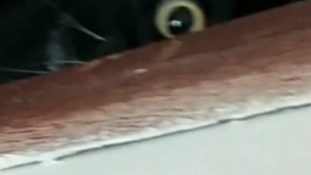 Cat BartolomeuTunico 😺😺