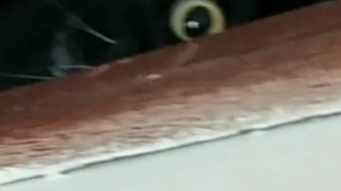 Cat BartolomeuTunico 😺😺