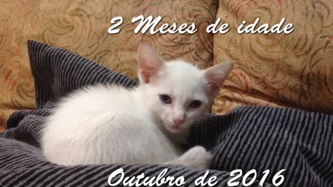 2 meses - Gato Filhote