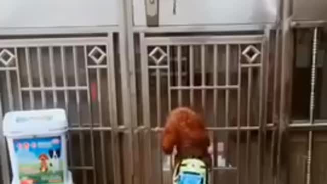 ♥️🐕Smart Dog Video😘