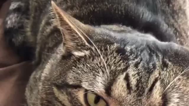 My cat is not happy