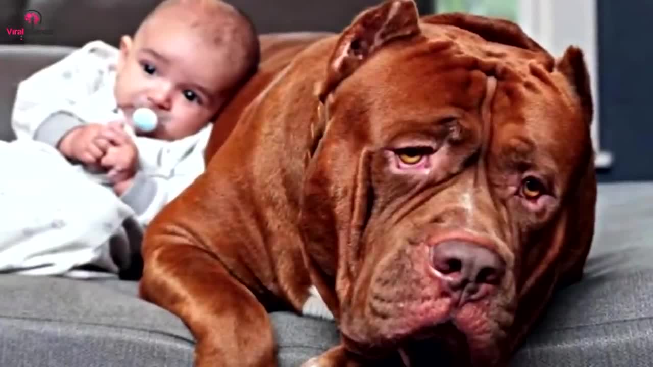 Dog protects baby