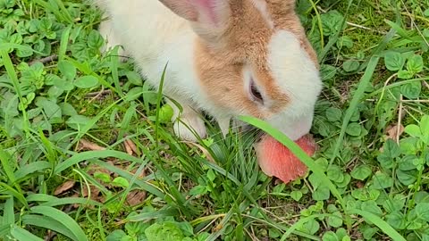 The rabbit's delicious meal