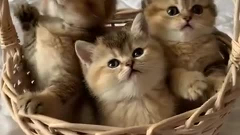 cute and very funny babies