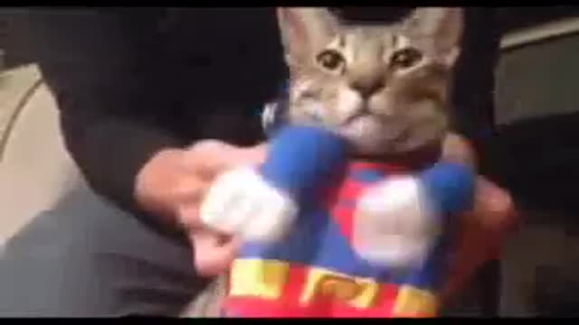 Funny Cat Video 2