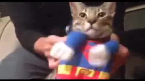 Funny Cat Video 2