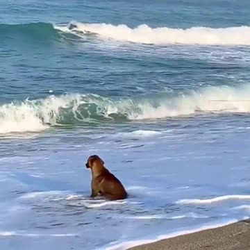 LOVE THIS DOG!!!😂😂😂