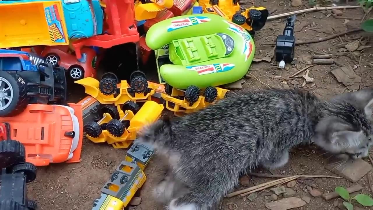 Hand in hand track and the cute little cat finds a toy