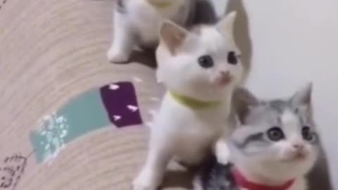 Funny and beautiful cute cats ☺️🤗😚♥️