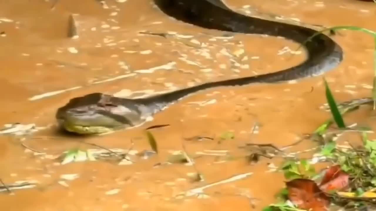 The largest Anaconda