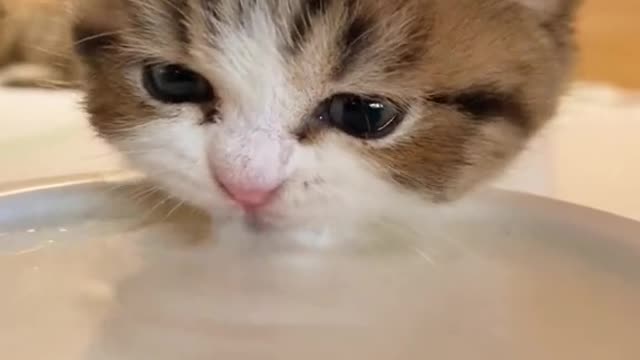 Best tiktok video | cute animal video | best and cute animal short video