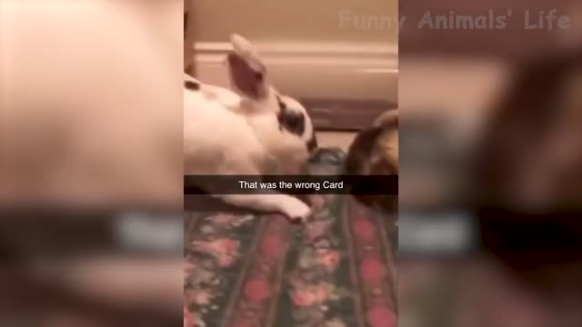 Best Funny Animals Videos Of The 2022