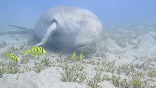 Dugong Sleeps on the Sea Bed