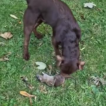 This dog has a PhD in catching rats
