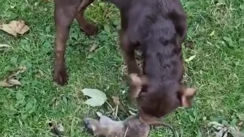 This dog has a PhD in catching rats