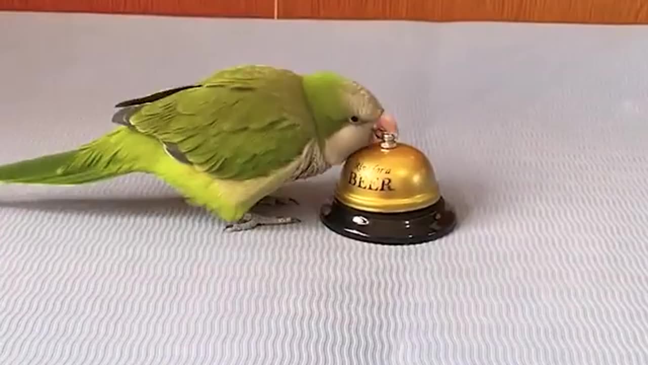 Most intelligent parrot