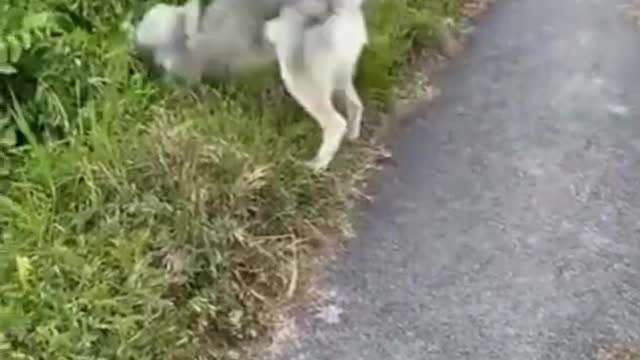 Funny video animal 😁😁😁