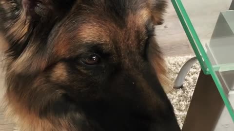 Amazing And Polite Dog Loves To Eat With A Fork