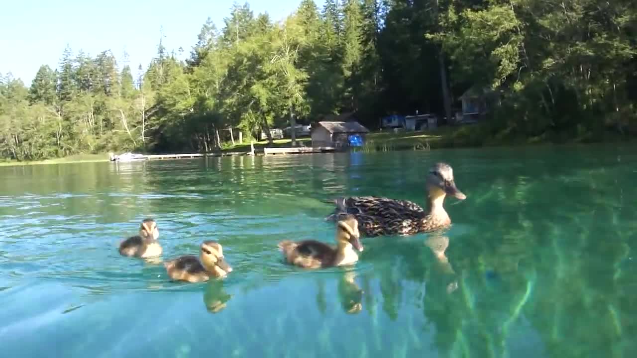 Ducks swimming underwater clear water - close up