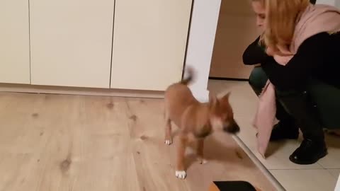 Puppy cant contain his excitement when owner comes home